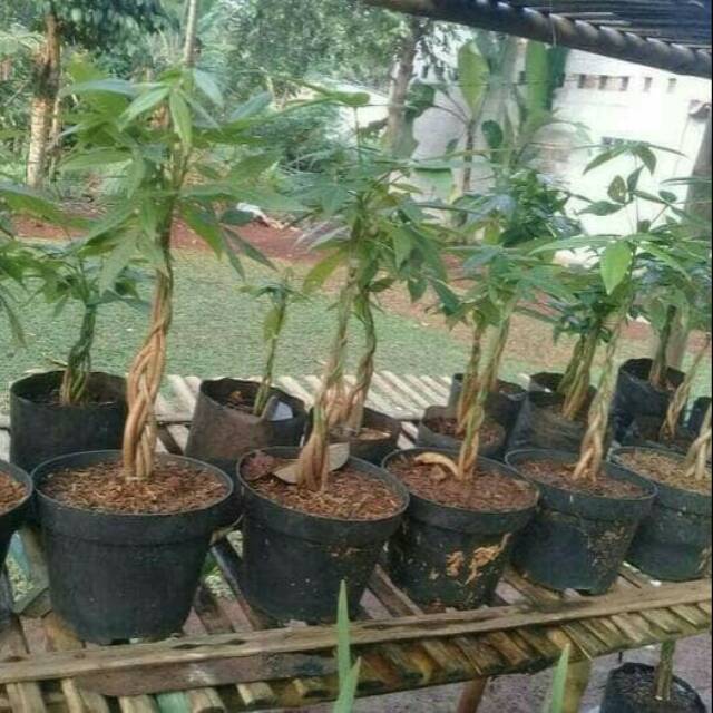 Lucky tree money tree tanaman hias pachira