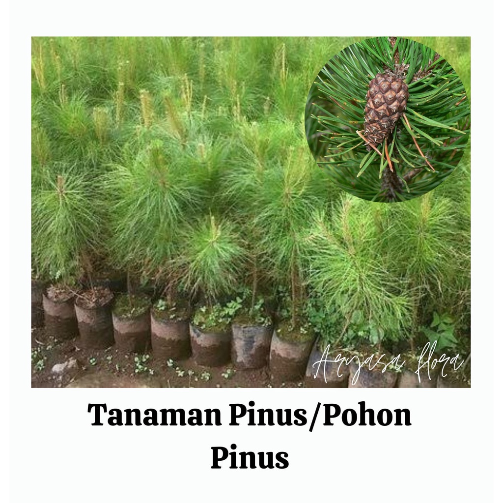 Bibit Pohon Pinus/Tanaman Pohon Pinus