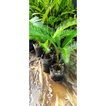 Bibit Sikas Mawar Jambe Mini