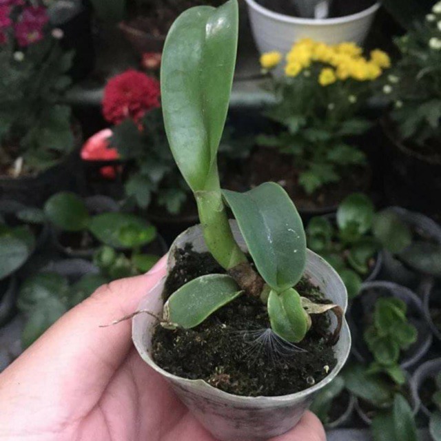 Anggrek Cattleya Seedling Hybrid Cattelya BERGARANSI