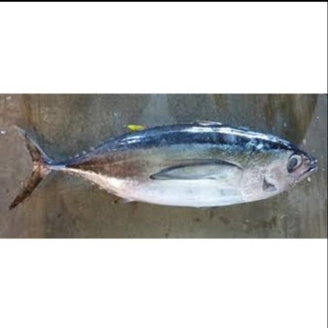 

Ikan Tongkol Abu Segar Fresh Berkualitas