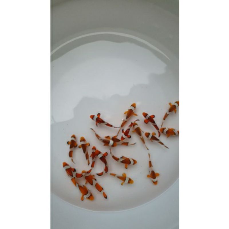 ikan badut  clownfish  finding nemo