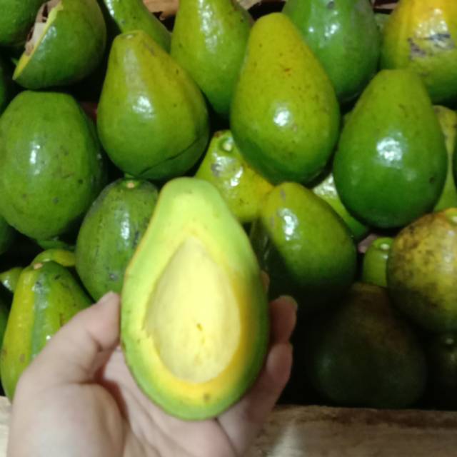 

ALPUKAT MENTEGA