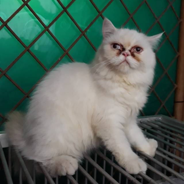 Kucing Persia Flatnose Jantan Shopee Indonesia