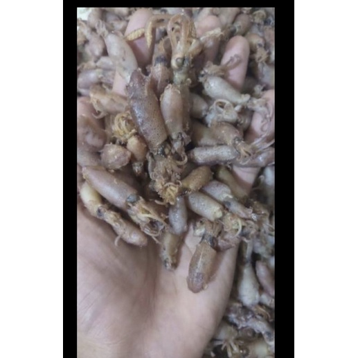 

Baby cumi super ukuran 0,5-2cm