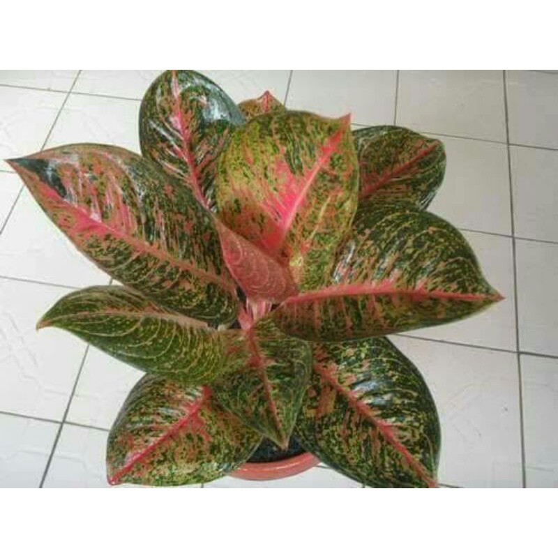 tanaman hias aglonema adelia-aglonema adelia-aglaonema adelia-bibit pohon aglo adelia-aglonema adeli