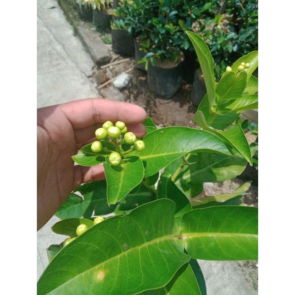 Tanaman Jambu Air Berbunga Siap Tanam Cocok untuk Taman atau Pot