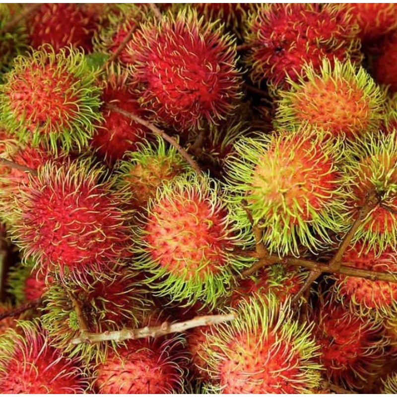 

BUAH RAMBUTAN MERAH DAN MANIS 1 IKAT