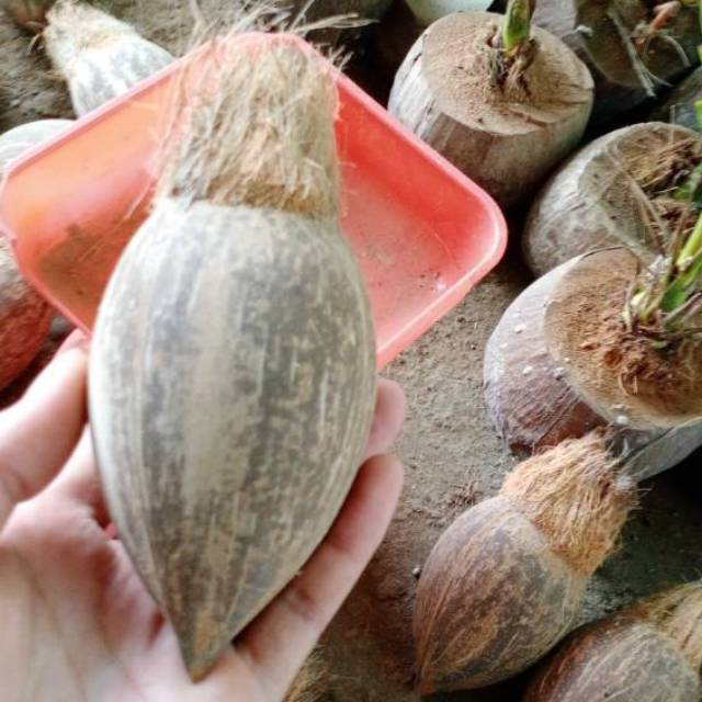 Bahan Bonsai kelapa Minion Size 4