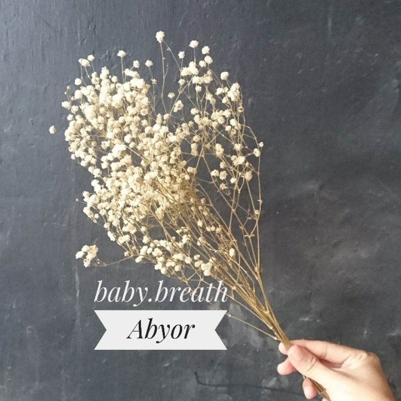 baby breath bunga kering murah