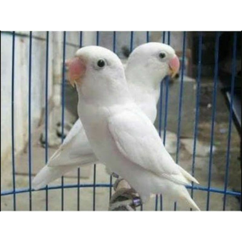 Lovebird Pasput (Pastel Putih)