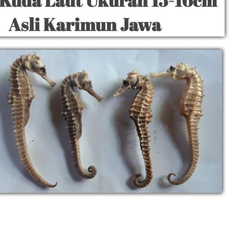 

6.6 HARGA GROSIR Kuda laut kering asli karimun jawa !