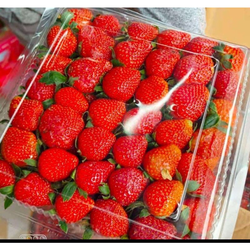 

Strawberry Fresh 1kg/strawberry segar dari Bandung/strawberry Fresh murah
