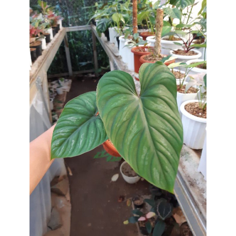 Tanaman hias philodendron plowmanii black face