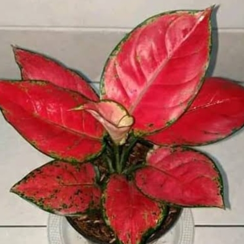 tanaman hias aglonema red anjamani - red anjamani