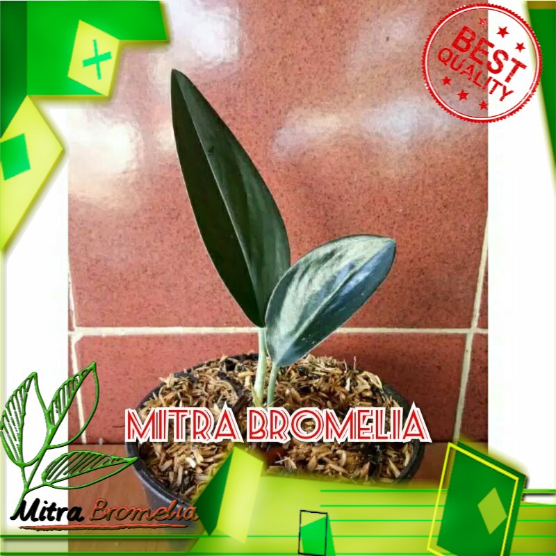 Tanaman hias - Scindapsus treubi Black borneo