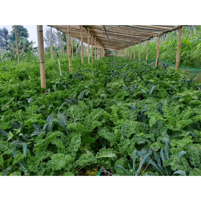 

POWERDRY-Food Powder-Kale Powder- 1KG