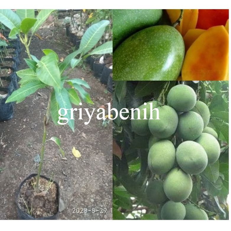 bibit mangga madu/manalagi