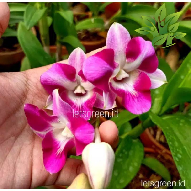 Seedling Anggrek Dendrobium Mini Dragon ( anggrek Orchidaceae DENDROBIUM )