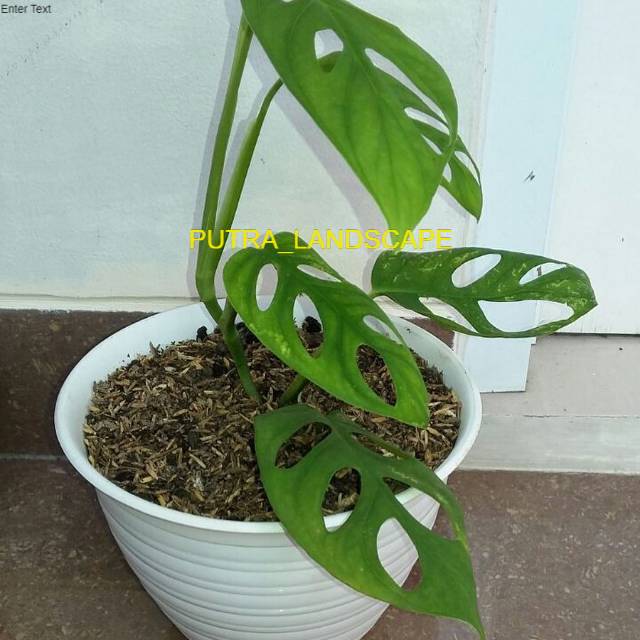 Pohon janda bolong-tanaman hias monstera obliqua-tanaman hias rambat-janda bolong