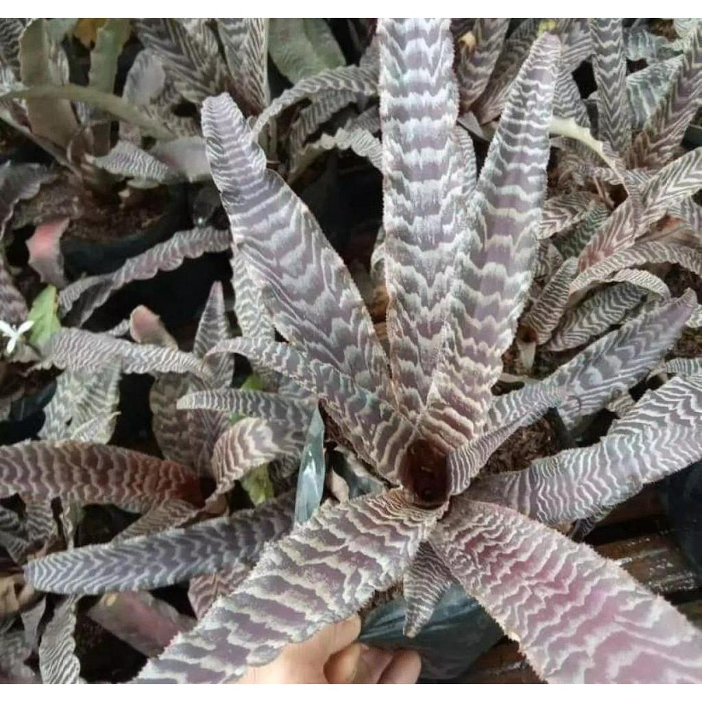 Tanaman hias - pohon bromelia tokek - bromelia tokek