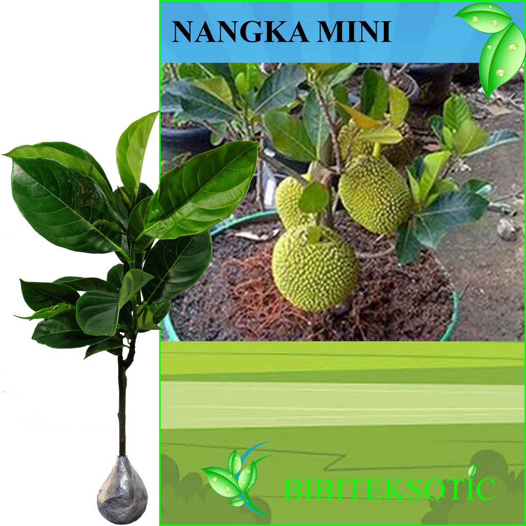 Tanaman Nangka Mini Tinggi 40 60 Cm Shopee Indonesia