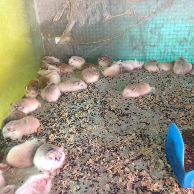 Hamster roborovski
