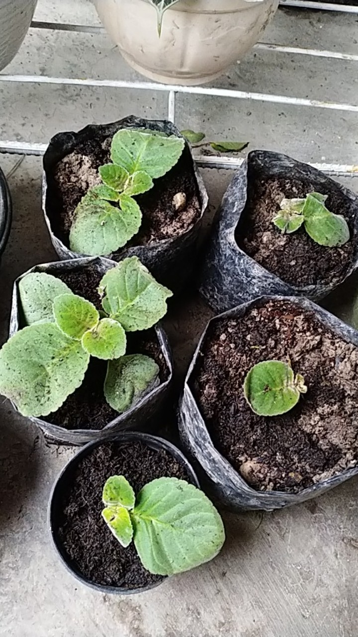 Tanaman Hias - Bunga Gloxinia - Warna Random