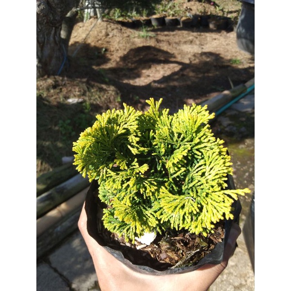 bonsai Cemara inoki kuning