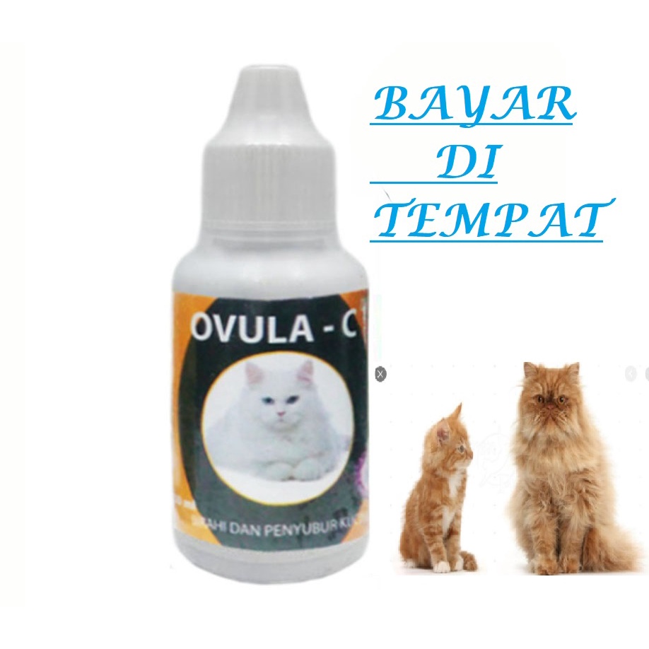 OVULA C OBAT KUCING  SUSAH KAWIN DAN PENYUBUR KANDUNGAN AMPUH