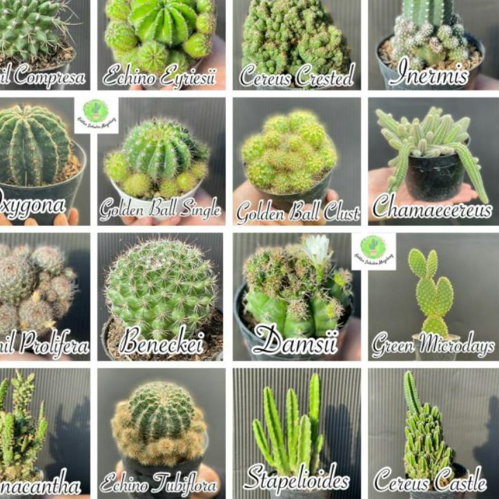 ECONSAVE Kaktus Medium Jumbo Ownroot