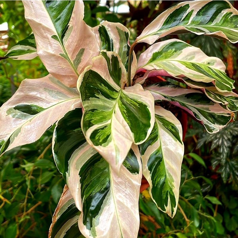 Tanaman Hias Calathea White Fusion Bunga Calathea tanaman calathea calathea murah tananan hias calat