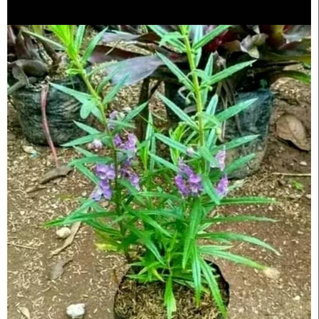 Tanaman hias Pohon bunga lavender lokal atau angelonia