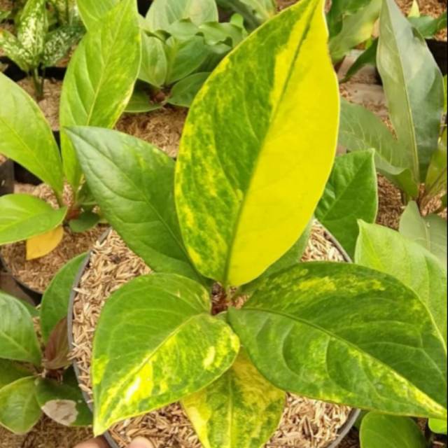 Tanaman hias anthurium jemani variegata cobra varigata