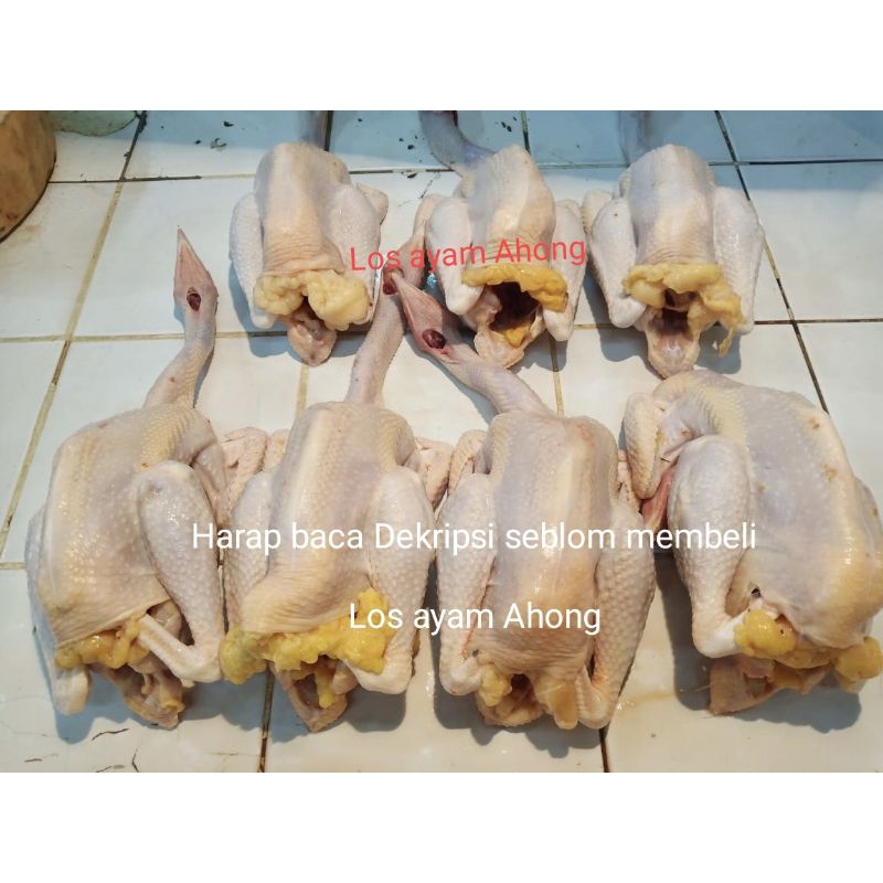 

Ayam kampung asli jumbo