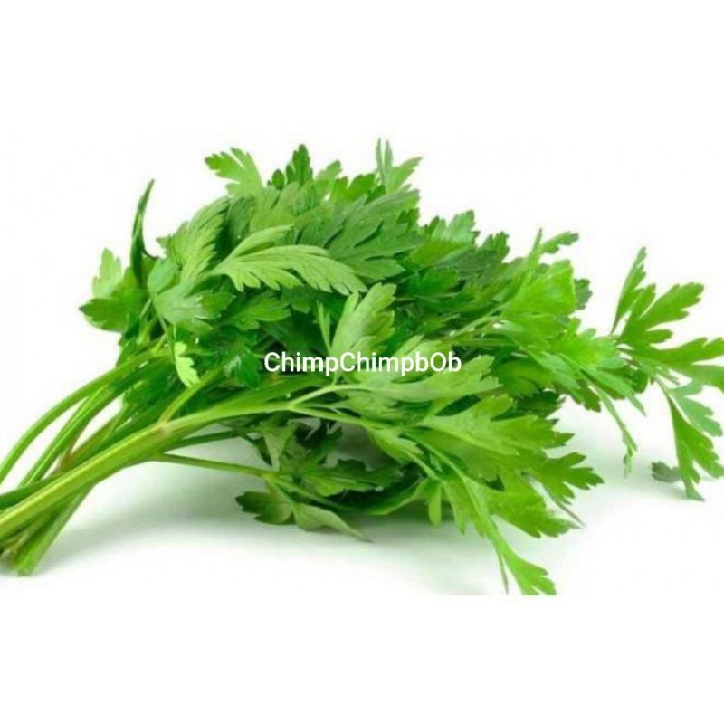 

SELEDRI SAYUR SEGAR / SLEDRI / FRESH CELERY
