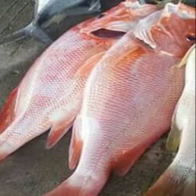 

Ikan kakap merah per 1kg