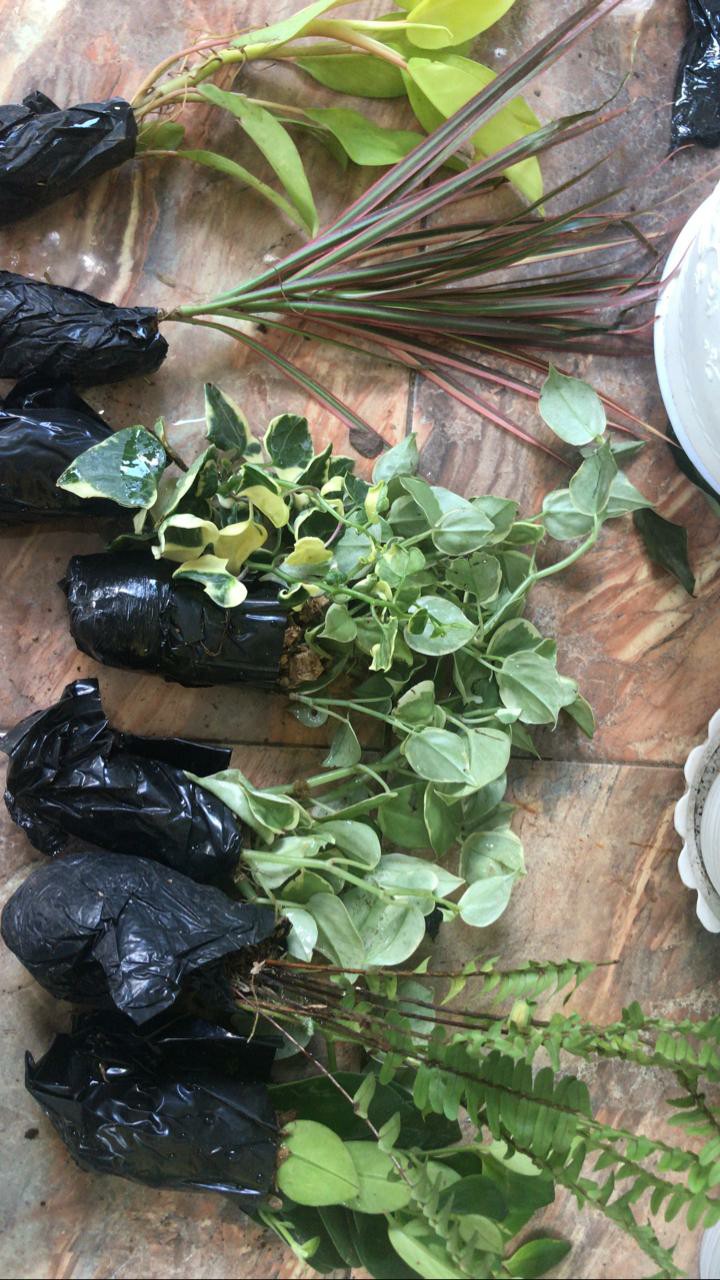 Tanaman Gantung Lipstik Merah Lipstick Merah