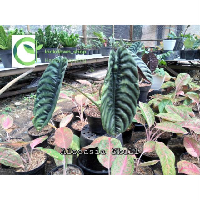 Alocasia keladi tengkorak (BESAR)