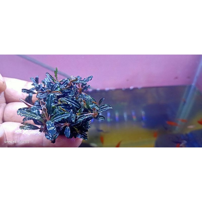 Buce mini phantom aquascape media batu