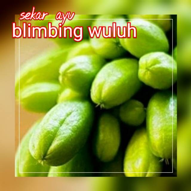 Bibit Buah Belimbing Wuluh.