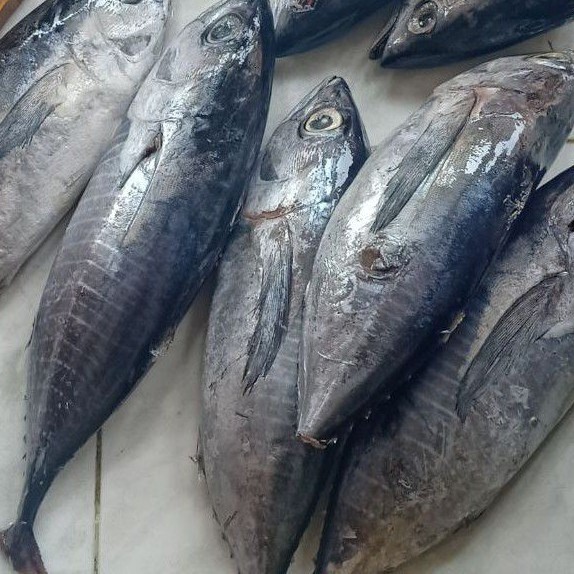 

Ay00! Ikan Baby Tuna 1 Kg Beku Kapal Kualitas Super