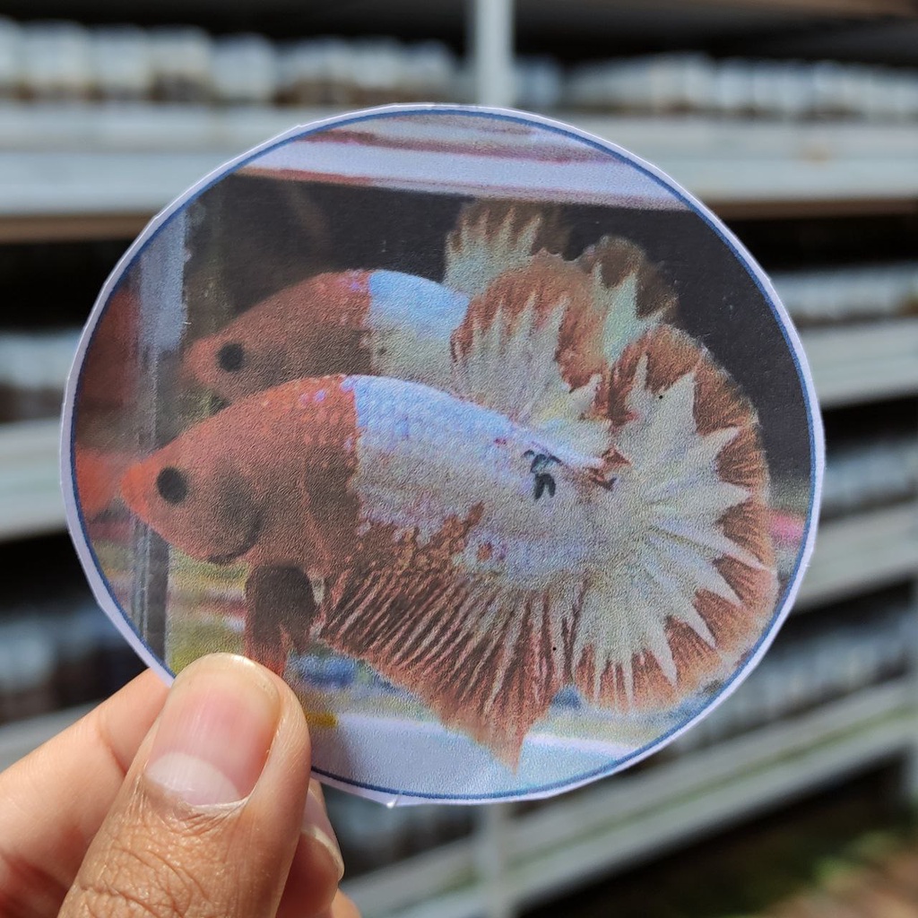 

STIKER DAN POSTER FCCP CLEAN 15K