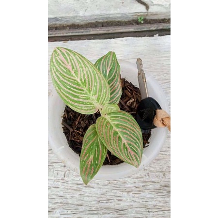 aglonema golden hope anakan baby