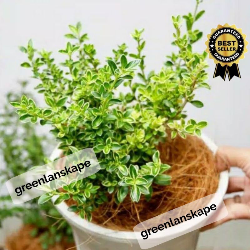 Tanaman hias mirsen - bunga mirsen bibit bonsai