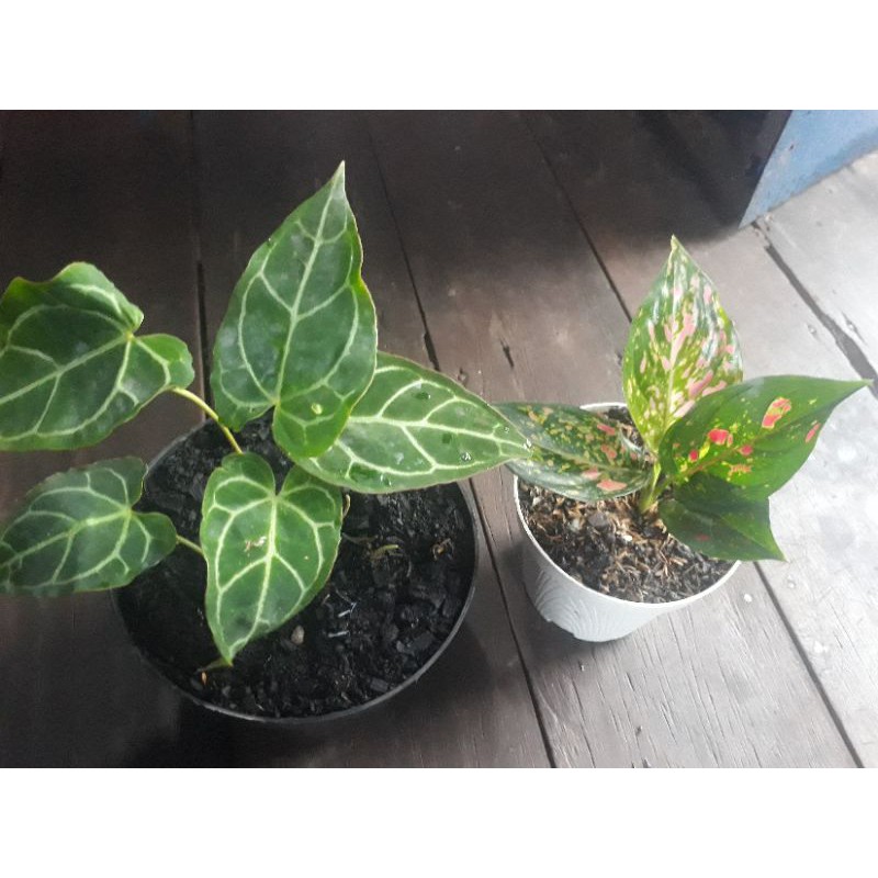 

kuping gajah dan red venus