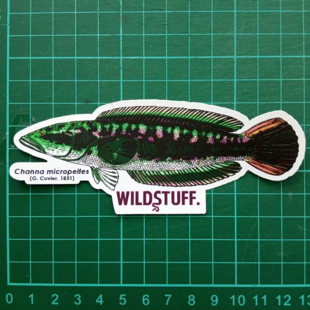 Sticker Wildstuff - Channa micropeltes gabus toman