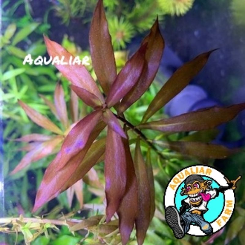 ludwigia brevipes ( 20 batang ) tanaman aquascape