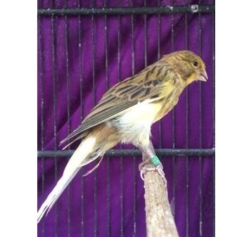 burung kenari F2 ys bahan jantan big postur