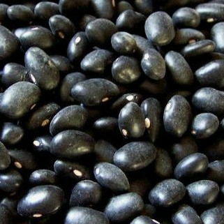 

KEDELAI HITAM PILIHAN